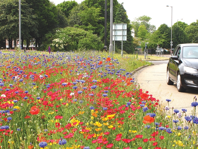 The story behind Rotherham’s bloomin’ lovely River of Colourcover image.